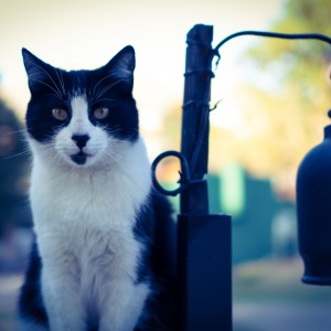 Gato negro y blanco